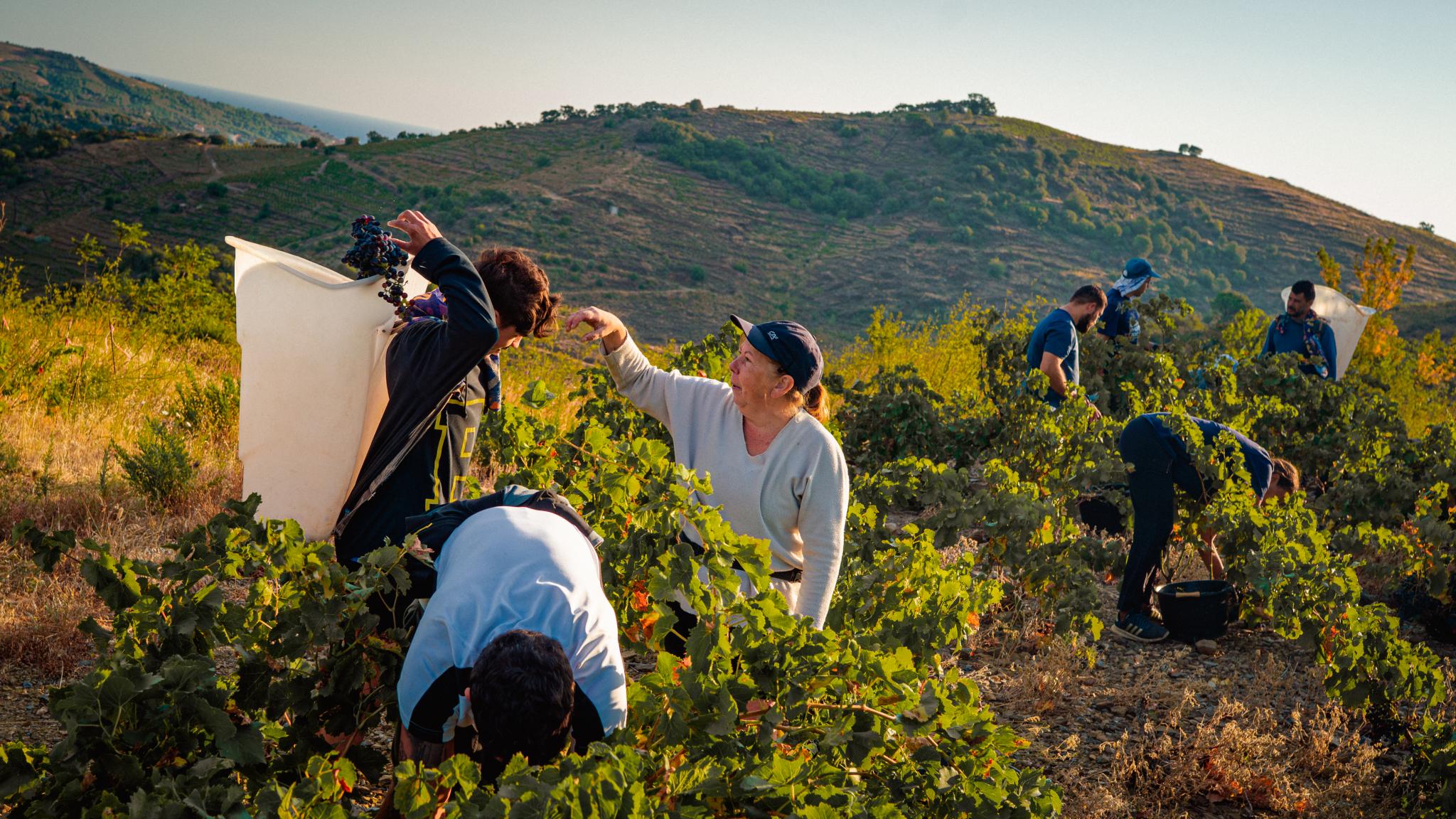 &Eacute;quipe de vendanges