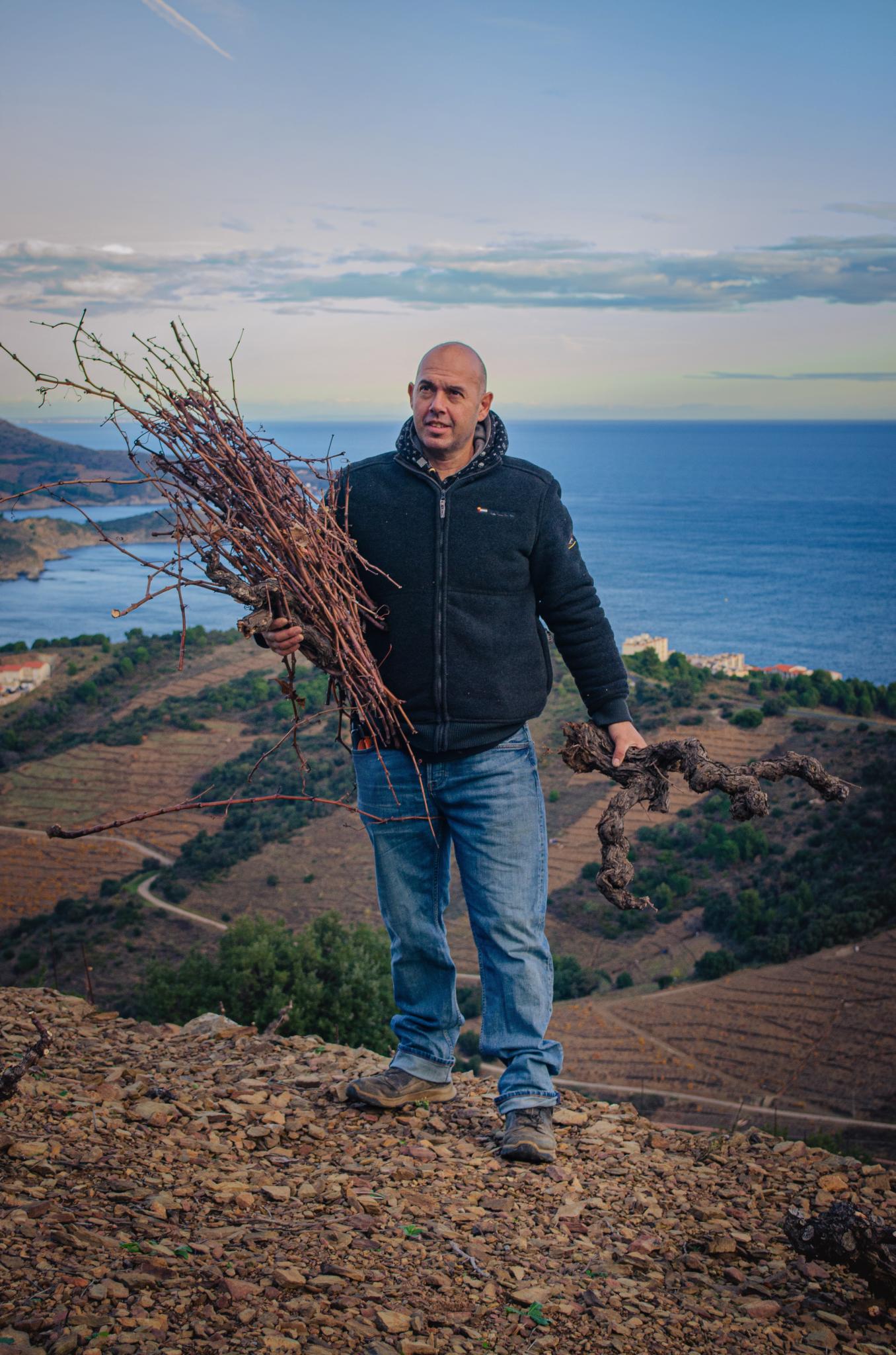 Taille de la vigne