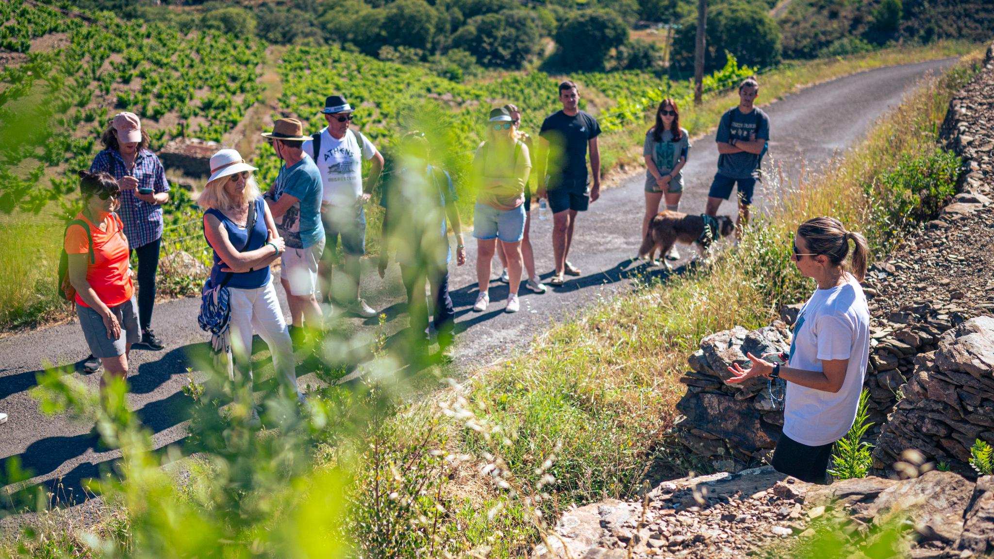 Randonn&eacute;e dans les vignes