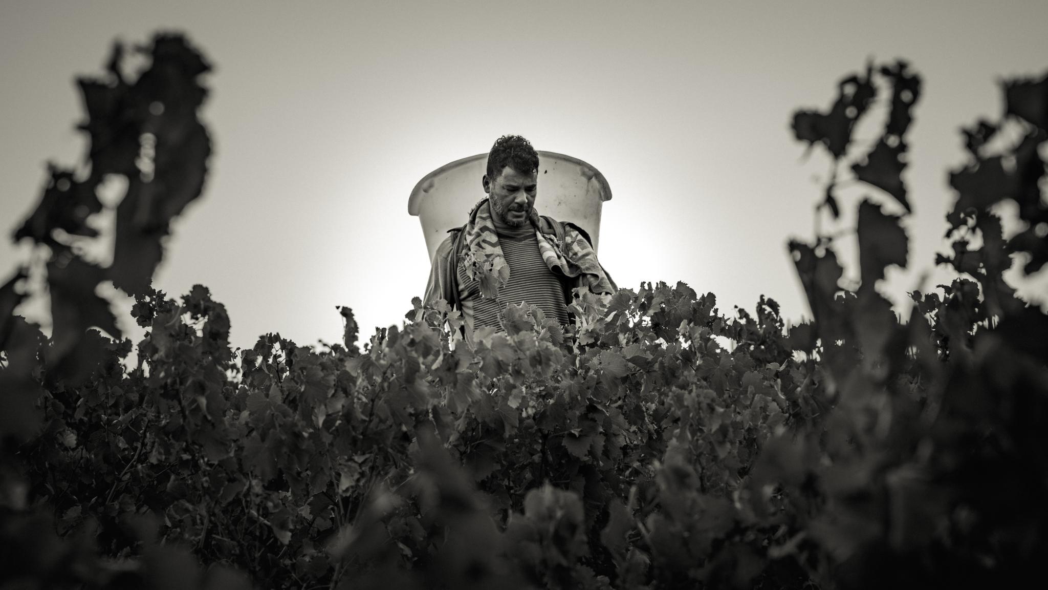 Vendangeur dans les vignes